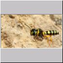 Cerceris arenaria - Grabwespe w11b 12mm Nestanflug mit Ruesselkaefer.jpg